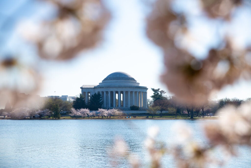 The Jefferson memorial through the cherry blossom trees in the spring.